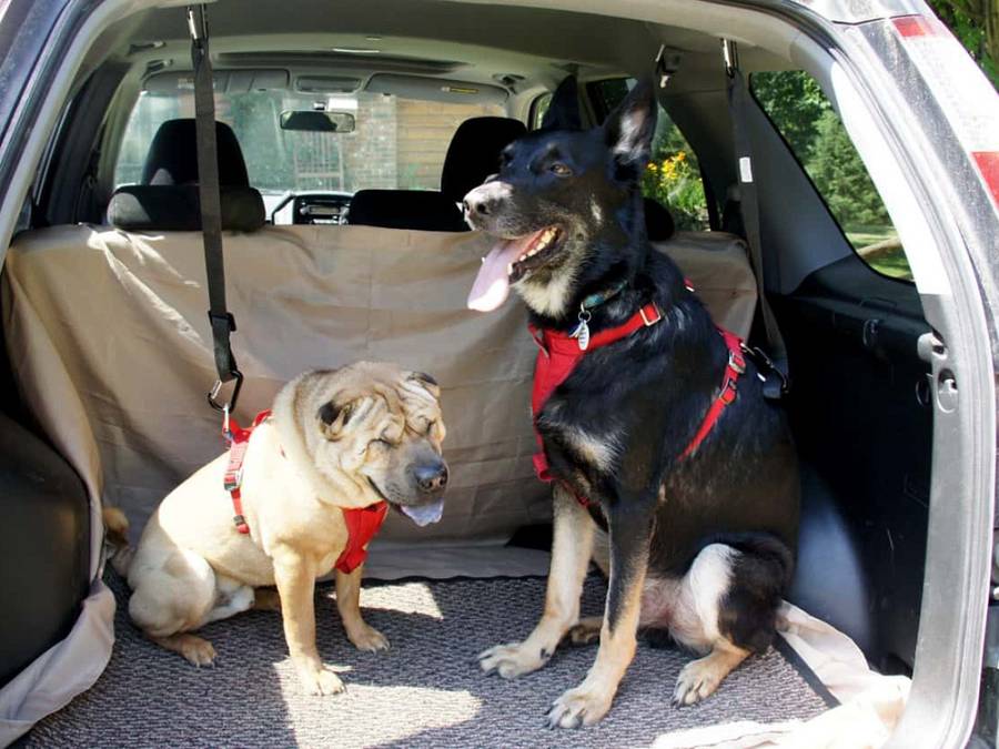 Ζώνη ασφαλείας αυτοκινήτου για Σκύλους